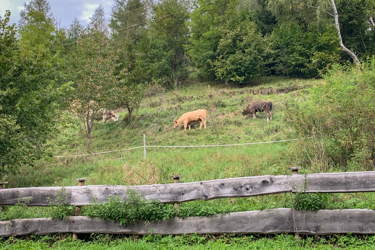Kühe auf der Weide hinter dem Haus