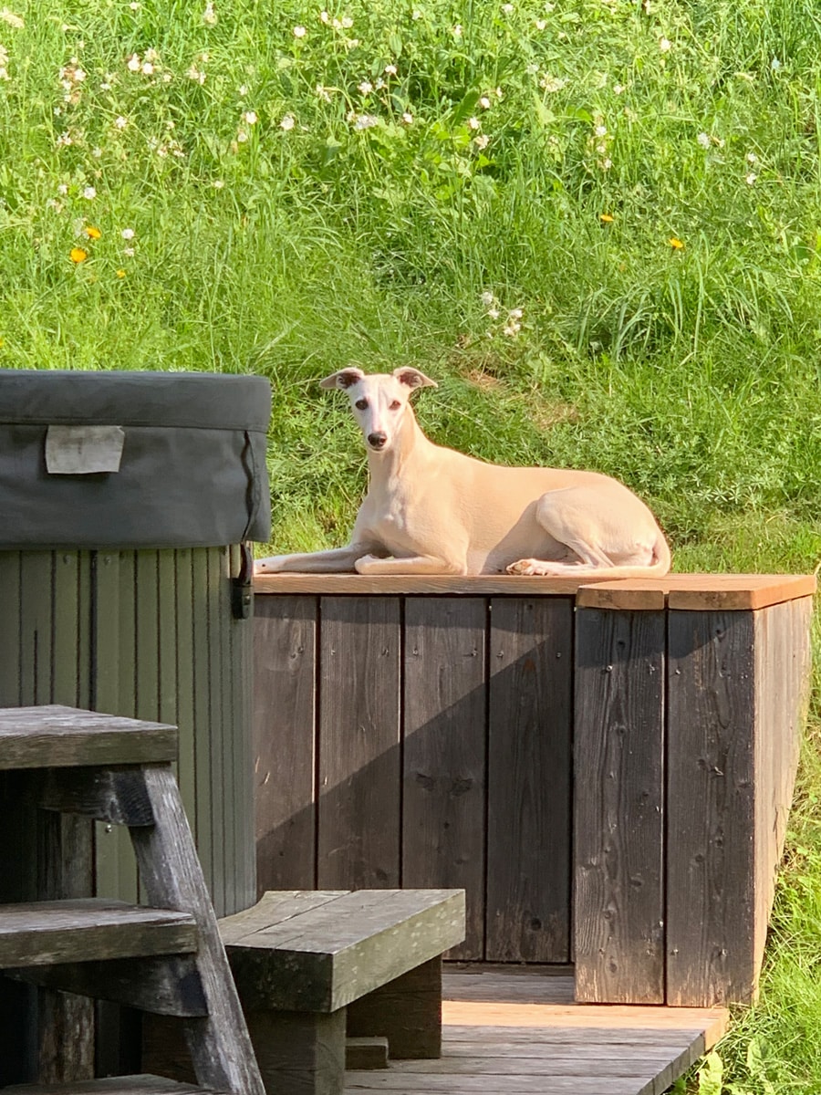 Hund liegt entspannt auf der Holzumrandung am Whirlpool, dahinter die Wiese